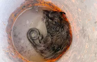 Elementos de Protección Civil capturaron y liberaron en despoblado a un tlacuache que fue sorprendido por albañiles al interior de una obra.