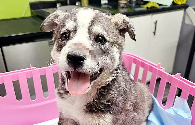 Denuncian crueldad animal en Frontera