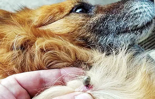 Refuerzan fumigaciones para frenar rickettsia