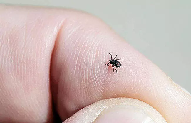 Advierten alta mortalidad por rickettsia