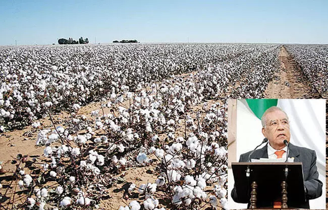 Apoyo a productores de algodón en La Laguna, pide Raúl Onofre