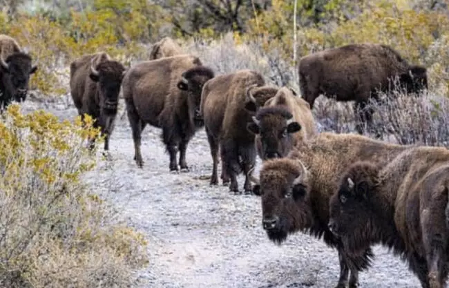 Se afianza población de bisonte en el norte de México; uno de los programas más relevantes