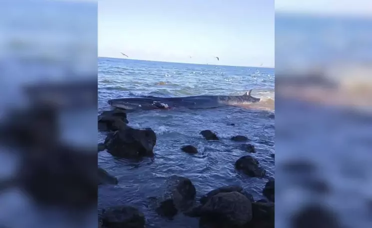 Una ballena fue reportada varada en la boca del estero de Lomas del Mar de Piaxtla, en el municipio de San Ignacio, Sinaloa.