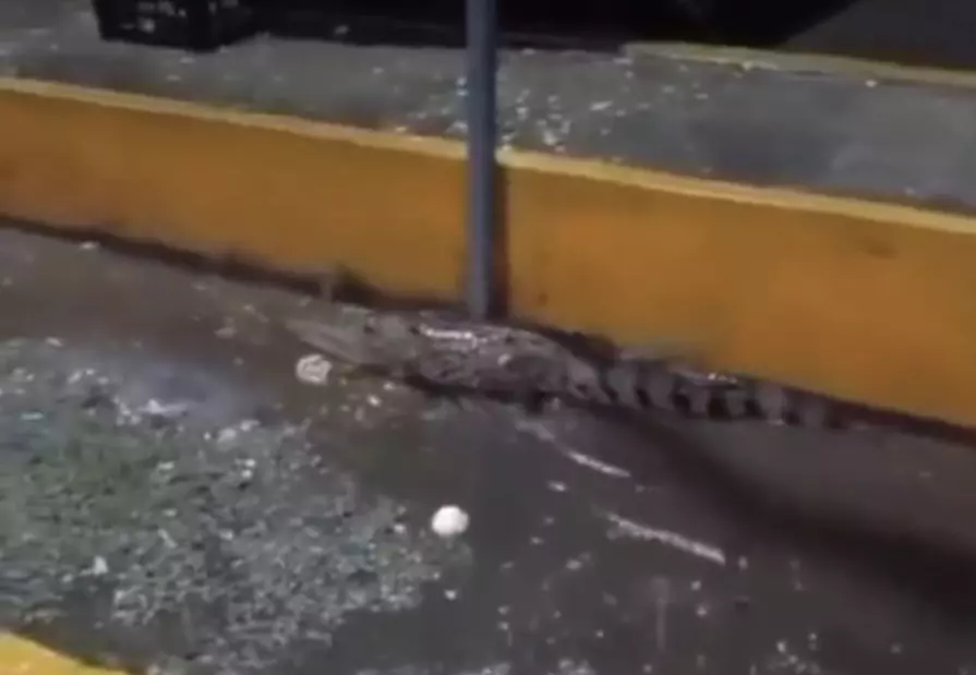 El ejemplar, de aproximadamente 1.5 metros de longitud, fue reportado por locatarios, quienes alertaron a las autoridades sobre su presencia. 