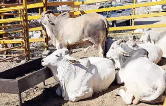 Cambian estrategia; trazan plan para procesar carne en Monclova