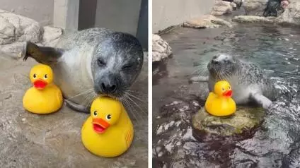 Aunque muchas personas pensaron que se trataba de un video creado con Inteligencia Artificial, ésto se trata de imágenes reales que están desatando la ternura en la web