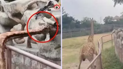 El hecho sucedió hace unos meses en China, pero hasta ahora se hizo viral en las redes sociales