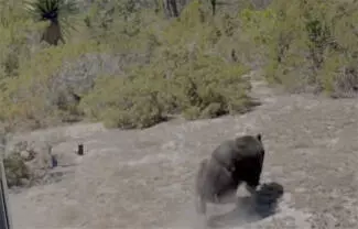 El oso Tadeo regresa a su hábitat tras un exitoso rescate y proceso de rehabilitación en Nuevo León.