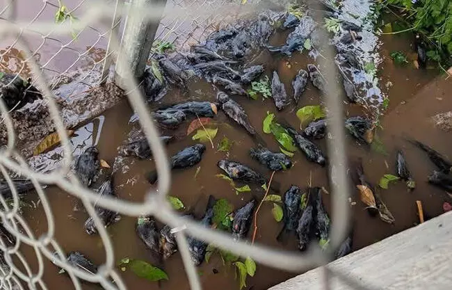 Mata tromba a cientos de aves en La Laguna; documentan desastre ecológico 