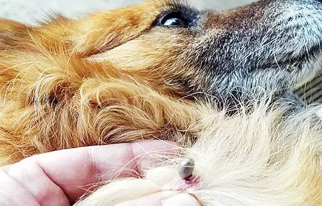 Fumigan hogares contra garrapatas