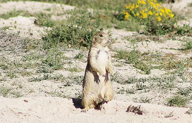Buscan biólogos salvar especies endémicas