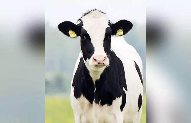 Toca gusano barrenador límites con Coahuila