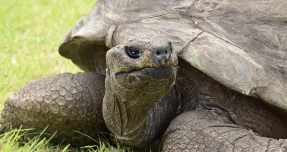 El animal continúa viviendo en la Plantation House de Santa Elena, donde es cuidado y alimentado con sus frutas y verduras favoritas.