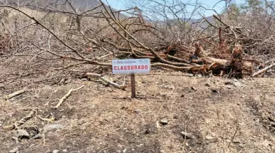 El cambio de uso de suelo sin autorización provocó daños a la selva seca y podría derivar en sanciones que incluyen multas y hasta 9 años de prisión