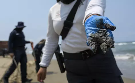Las autoridades reportaron la recolección de 894.2 toneladas de hidrocarburo en costas del Golfo de México