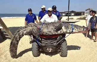 Autoridades llaman a la ciudadanía y a los visitantes a no acercarse a los cocodrilos, no intentar manipularlos y reportar de inmediato su presencia