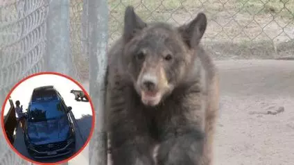 La mujer corrió visiblemente asustada ante la presencia del animal; por fortuna se trataba de un ejemplar muy joven. 