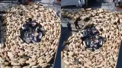 Sin razón evidente, un rebaño rodeó a un grupo de jóvenes que tomaba una cerveza en una terraza