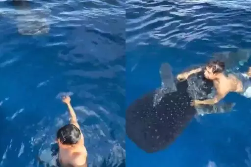 El enorme ejemplar nadó junto a una lancha en costas de Colima y regaló una escena que rápidamente se volvió viral.