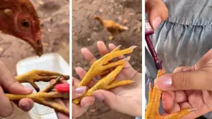 Primero comienza el tutorial mostrando todos los productos que va a utilizar e inmediatamente muestra las patitas llenas de tierra de la gallina