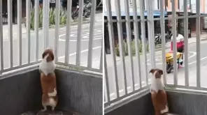 Su comportamiento, lleno de emoción y anticipación, ha generado ternura entre usuarios, quienes han quedado intrigados por la historia detrás de es