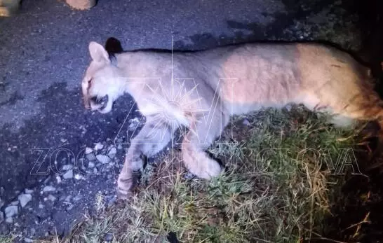 El operativo se activó tras el reporte de varios automovilistas que divisaron al felino tendido sobre la carpeta asfáltica de la carretera Monclova�