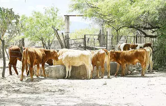 Gracias a los grupos de WhatsApp que la Fiscalía General del Estado creó para denunciar al instante este delito