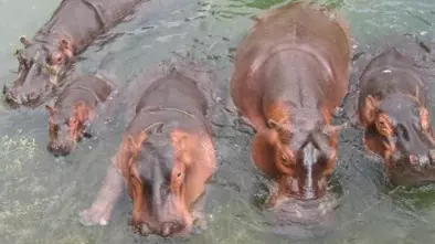 La idea es enterrar in situ a los hipopótamos conforme a los 