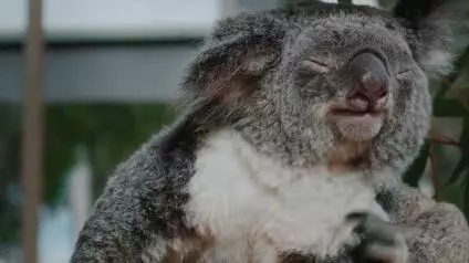 Los científicos trabajan en varias medidas para tratar de garantizar la vida de estos animales