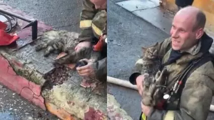 Al final, el orgulloso vulcano y su ahora nuevo amigo, que tiene otras nueve vidas extra para maullar, posaron ante las cámaras en videos que rápi