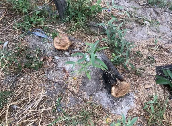 Expuso que durante años su familia se encargó del cuidado de los árboles y del entorno natural del sitio, por lo que ahora observan con preocupación el inicio de cortes de madera