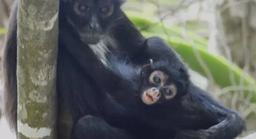 De esta forma se consolida la presencia del mono araña, en la zona oeste del área natural protegida
