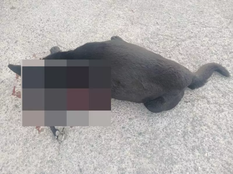 El hecho fue reportado inicialmente en redes sociales, lo que permitió que Rodríguez tuviera conocimiento de lo sucedido y estableciera contacto con el propietario del animal, quien actualmente busca interponer la denuncia correspondiente.