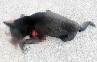 Se hizo un llamado a las autoridades para dar seguimiento al caso y evitar que hechos similares vuelvan a ocurrir en el municipio