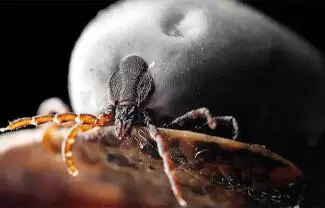 La persona de 38 años presentaba todo el cuadro clínico de esta enfermedad