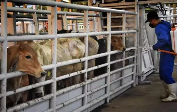 Tras confirmarse el primer caso de gusano barrenador en el municipio de Castaños, el sector ganadero de la Región Centro encendió focos rojos ante el impacto económico que esta plaga podría generar.