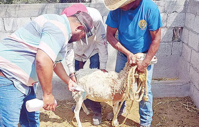 Ante la alerta sanitaria por la presencia del gusano barrenador, se mantienen acciones preventivas.