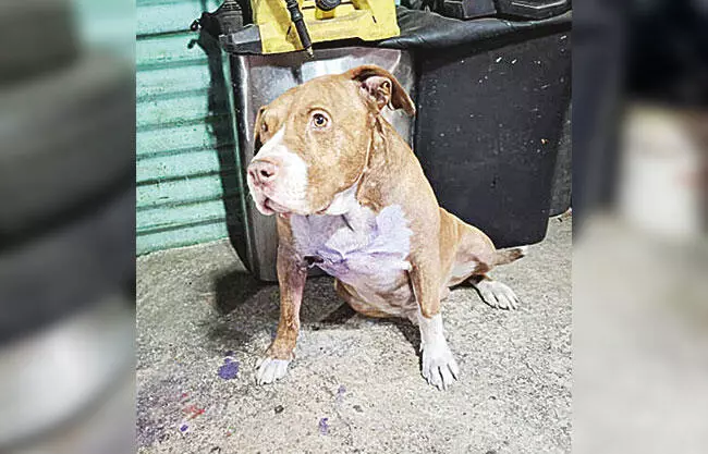 Farmacia veterinaria reportó un caso sospechoso en una mascota con una herida en la colonia Hipódromo