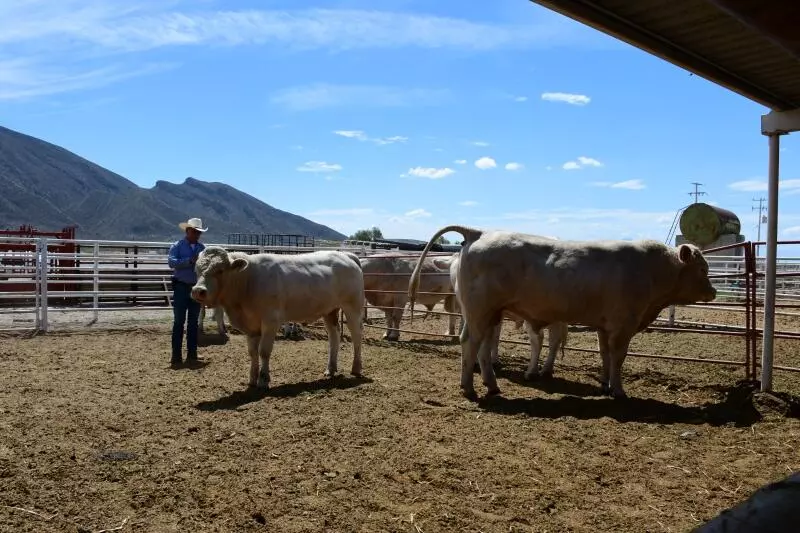 Luis Ugarte, coordinador de Desarrollo Rural en la Región Desierto, comentó que lamentablemente ya se presentó el primer caso de este gusano en Coa