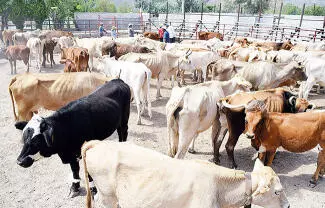 Aplicarán un medicamento especial a los animales de la Región Centro