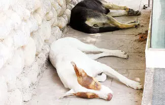 La proliferación de perros en situación de calle, ha alcanzado una reducción de entre el 50 y 60 por ciento