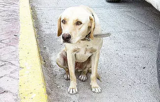 Una perrita de aproximadamente tres años de edad, permanece bajo resguardo y atención médica tras haber sido víctima de abuso.