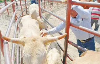 Hatos de ganado ya empezaron a ser vacunados en Castaños para prevenir el gusano barrenador.