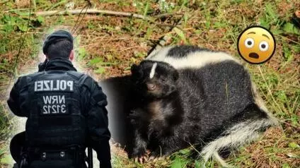 Aunque el episodio tuvo un final positivo, el video muestra cómo una acción cotidiana, como tirar basura en la vía pública, puede afectar directamente a la fauna que habita cerca de zonas urbanas