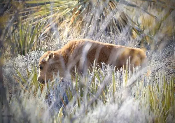 Autoridades y ambientalistas destacaron que el nacimiento de los ejemplares refleja el compromiso y la dedicación en los proyectos de protección de fauna 