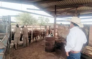 Mantienen campaña intensiva para proteger a los hatos en Castaños