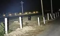 Indicó que el reporte se realizó cerca de las seis de la mañana y que quienes vigilaban el lugar lograron captar un par de fotografías del animal antes de que se internara nuevamente en el monte.