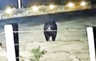 Los apicultores hicieron un llamado a las autoridades correspondientes para mantenerse atentos a la presencia de estos animales