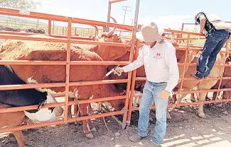 Se confirmaron en Coahuila 12 casos de gusano barrenador, dos de los cuales son del municipio de Castaños, según reveló Marco Antonio Rodríguez Ga