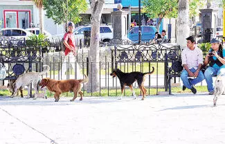 Tras detectar el gusano en un perro no se descarta que haya más casos